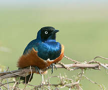 Superb Starling