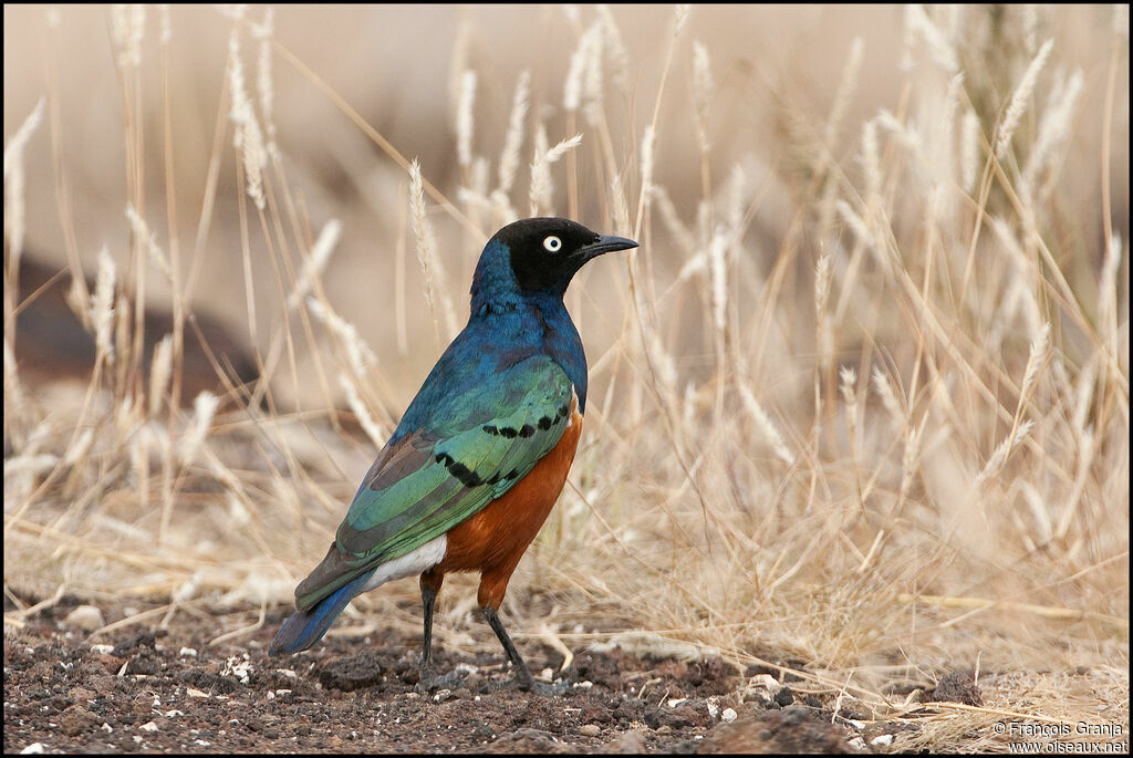 Superb Starling