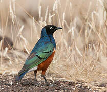 Superb Starling