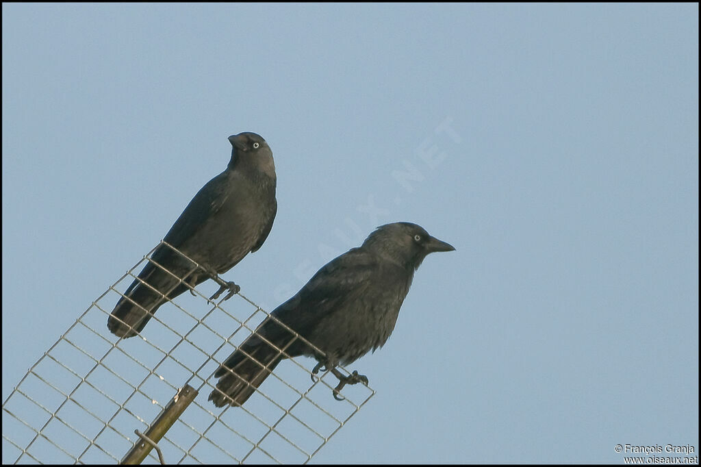 Western Jackdaw adult