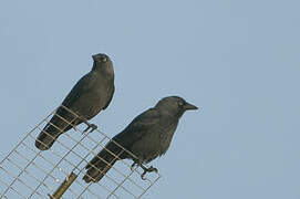 Western Jackdaw