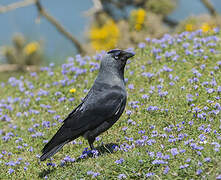 Western Jackdaw