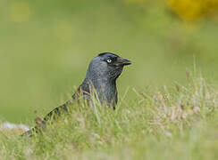 Western Jackdaw