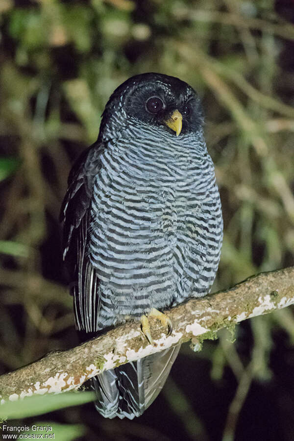 Chouette à lignes noiresadulte, identification