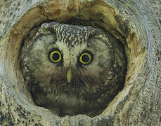 Boreal Owl