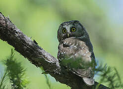 Boreal Owl