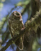 Boreal Owl