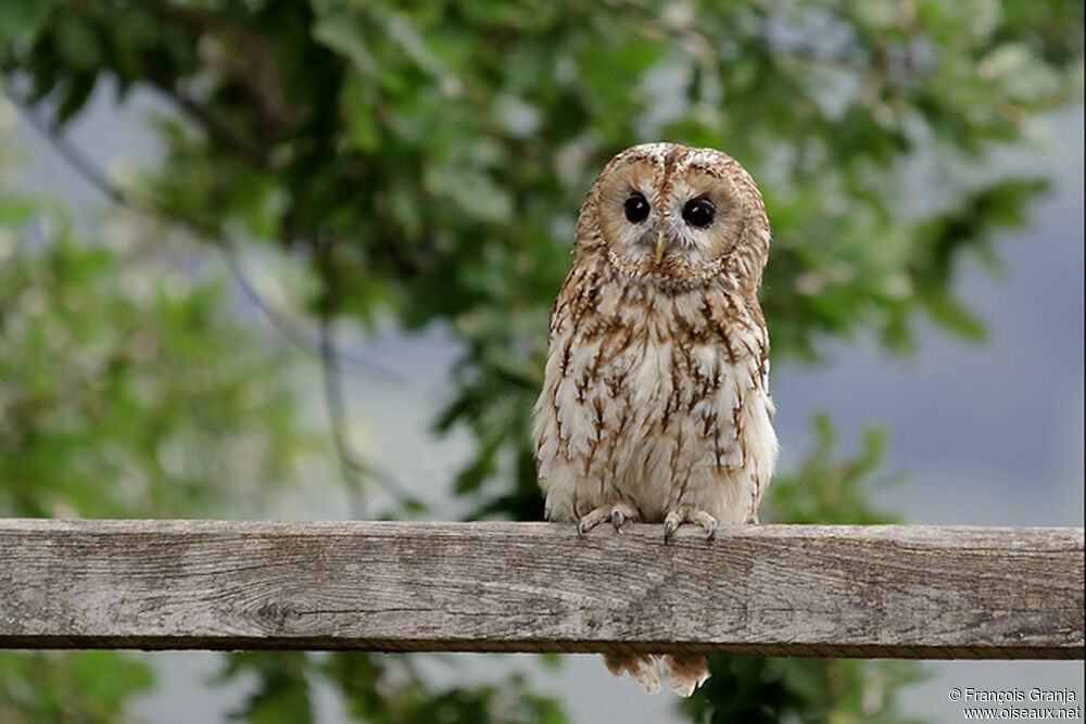 Tawny Owladult