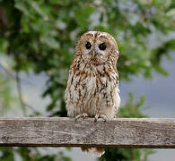 Tawny Owl