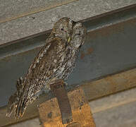 Tawny Owl