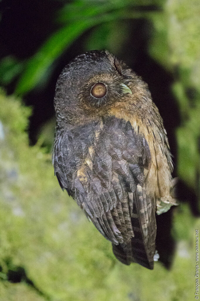 Mottled Owl