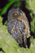 Mottled Owl