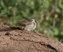 Spotted Palm Thrush