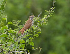 Spotted Palm Thrush