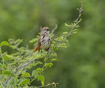 Spotted Palm Thrush