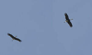 African Woolly-necked Stork