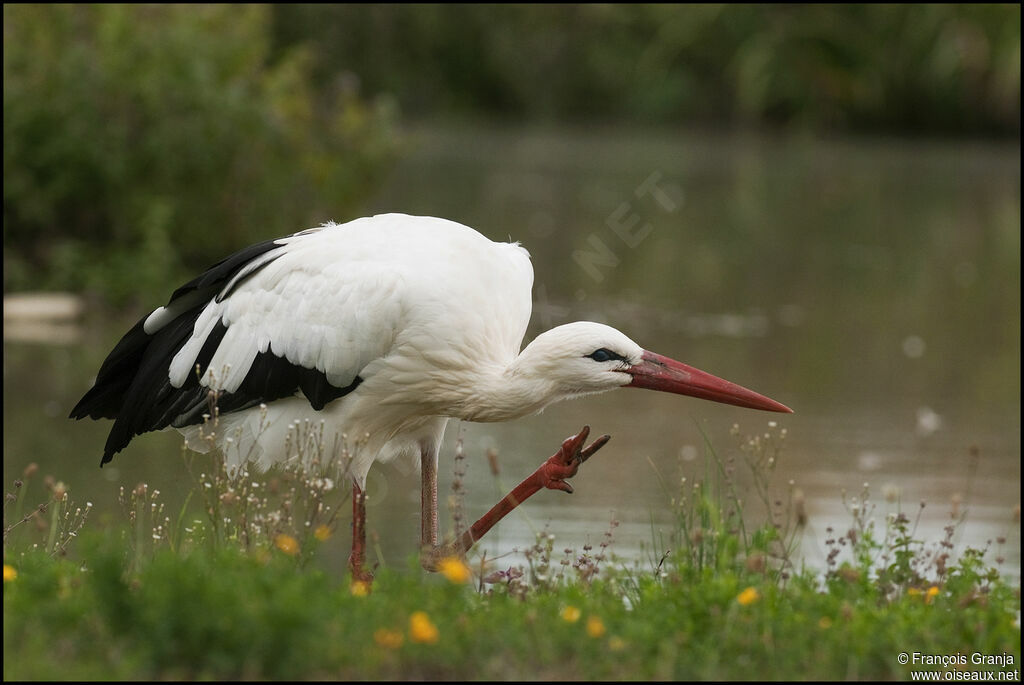 Cigogne blancheadulte