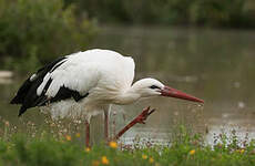 Cigogne blanche