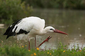 White Stork