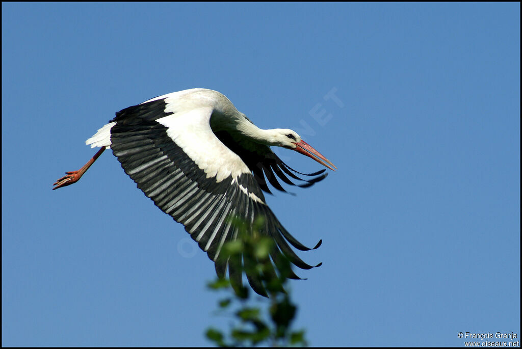 White Storkadult, Flight