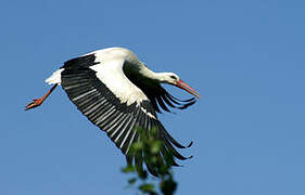 Cigogne blanche