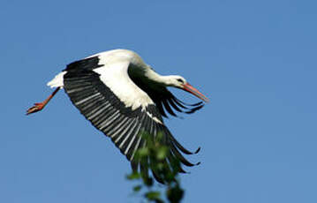 Cigogne blanche