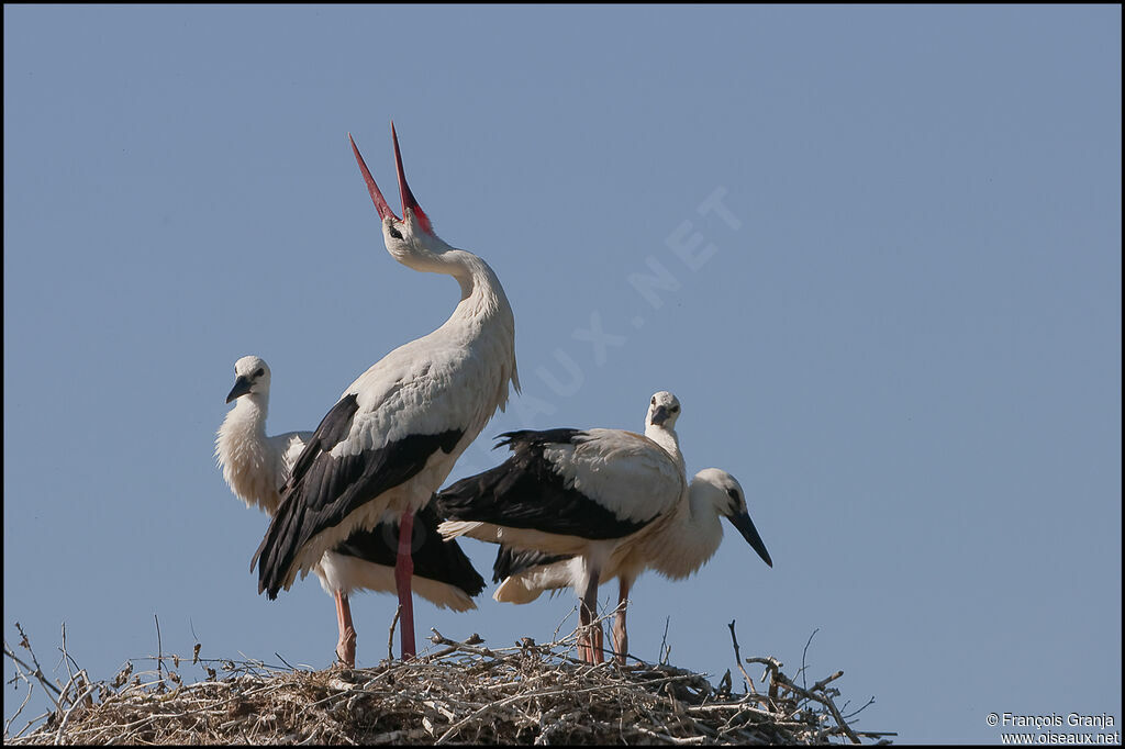 Cigogne blanchejuvénile, Comportement