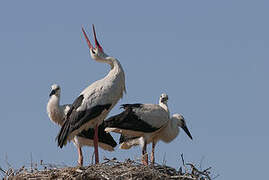 White Stork