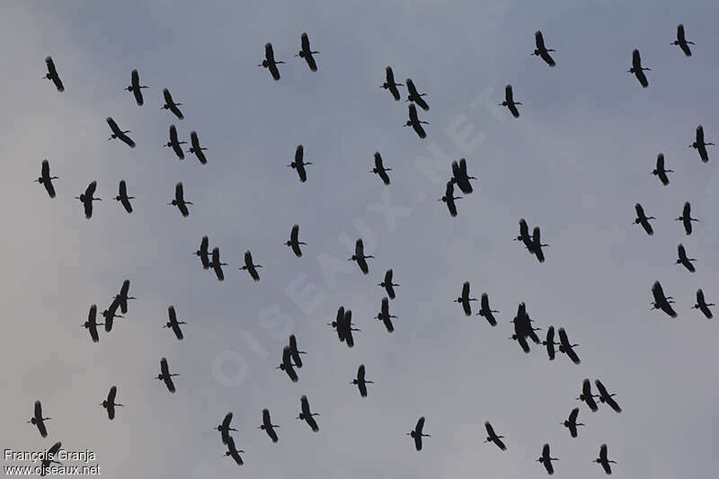 Cigogne d'Abdim, Vol, Comportement