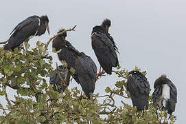 Abdim's Stork