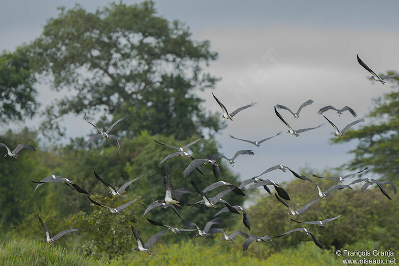 Cigogne d'Abdimadulte