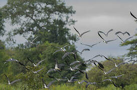 Cigogne d'Abdim