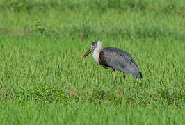 Woolly-necked Stork