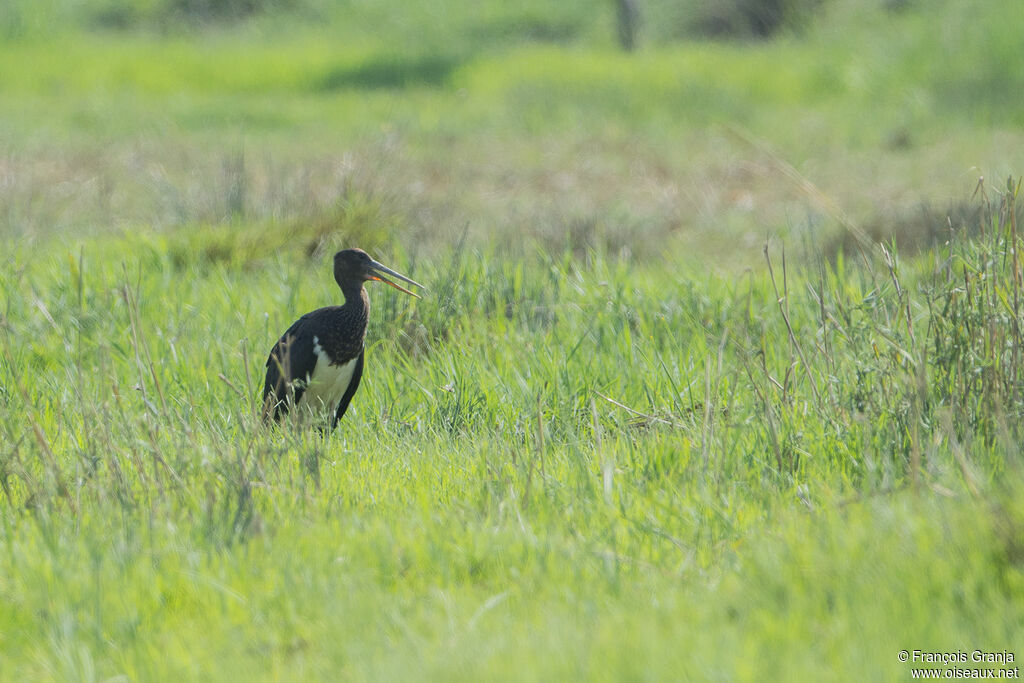 Cigogne noireimmature