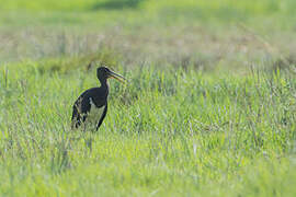 Cigogne noire