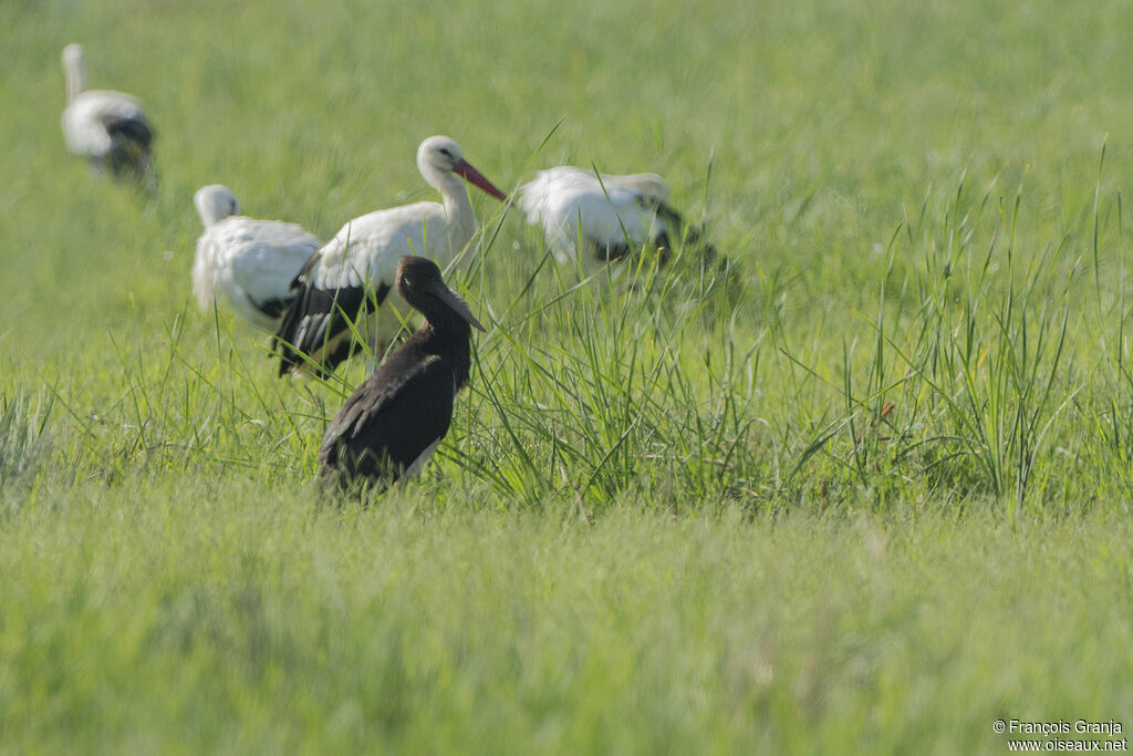 Cigogne noire