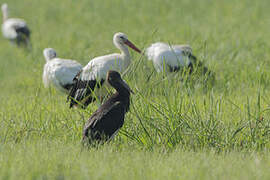 Cigogne noire