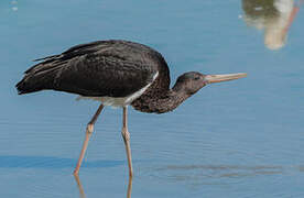 Black Stork