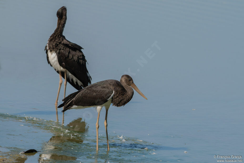 Cigogne noire