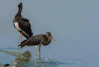 Cigogne noire