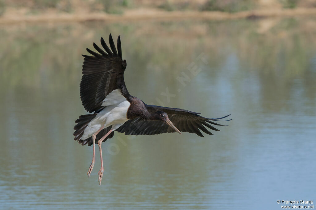 Cigogne noire