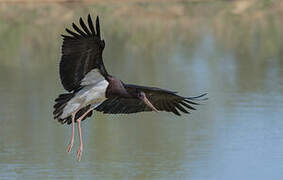 Black Stork