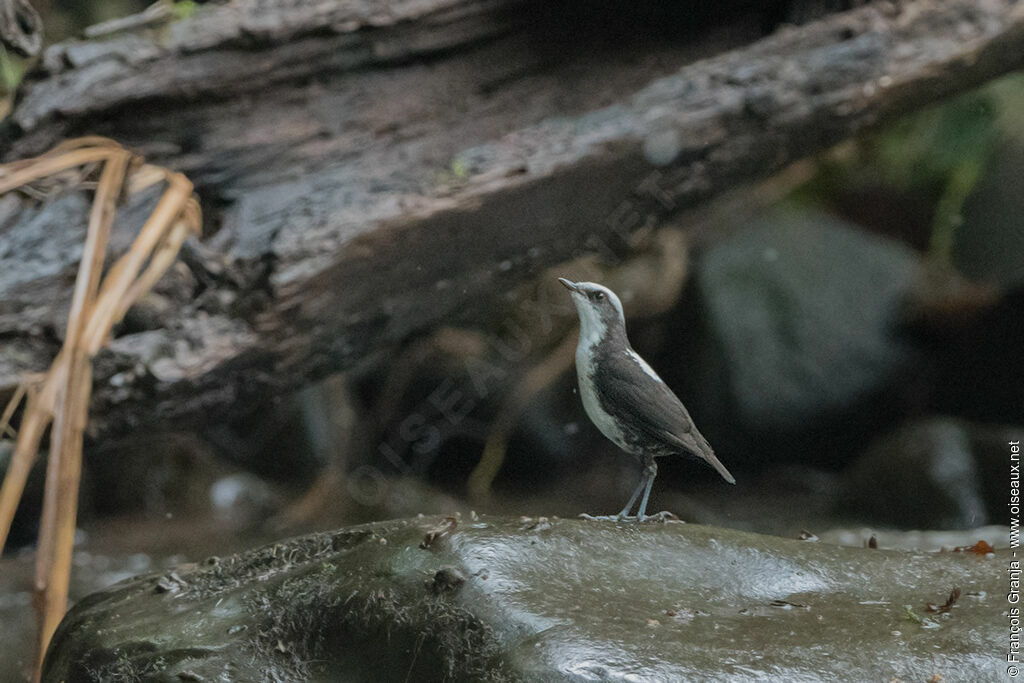 White-capped Dipper