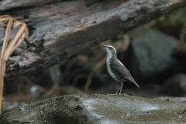 White-capped Dipper