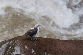 White-capped Dipper