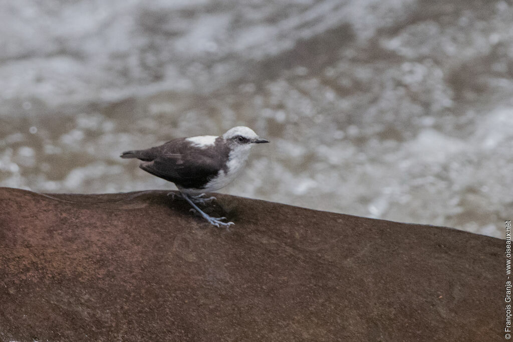 White-capped Dipper