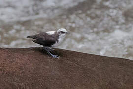 White-capped Dipper