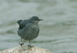 American Dipper