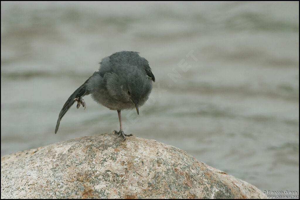 American Dipperjuvenile