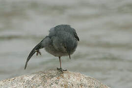 American Dipper